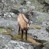 p941_chamois jeune au spitzenfels copier
